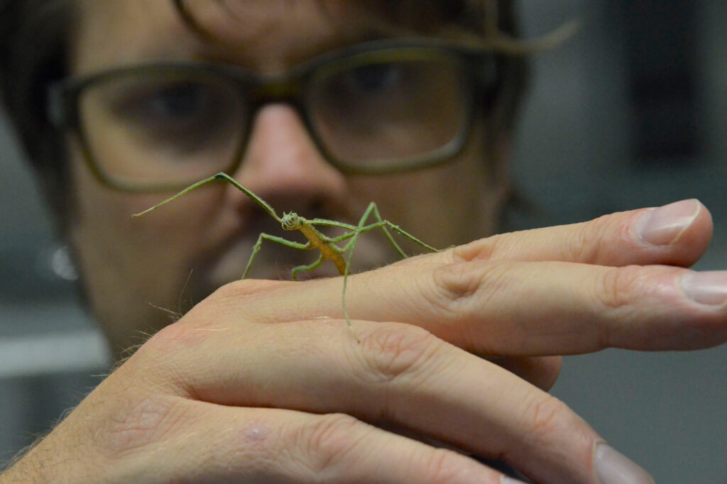 A person examines an insect on their hand at the 3rd Bocholt Bionics Workshop.